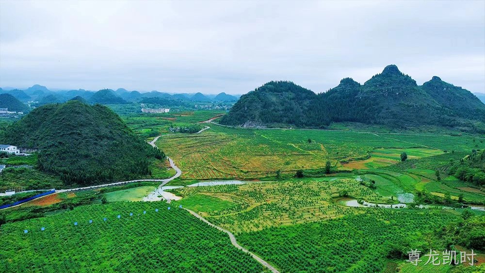 茶叶